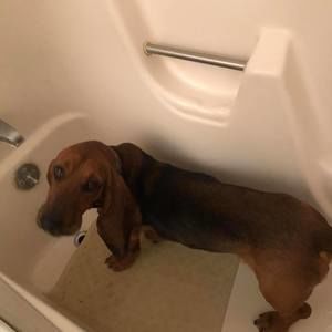 Meet your Posher, Harley